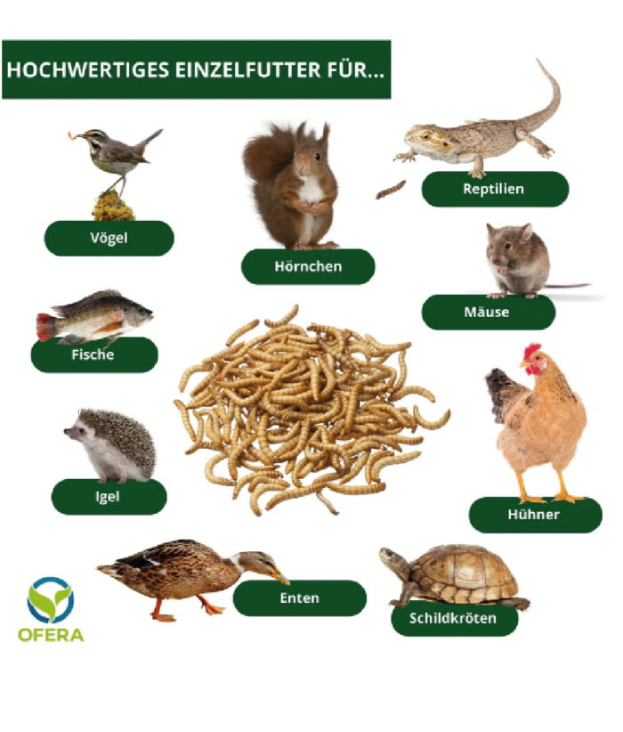 Insektenzucht Ofera Zuchtbox Mehlwürmer Terraristix