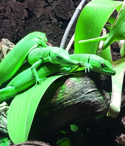 Grüne Baumechse Gastropholis prasina Terraristix Reptilienzucht