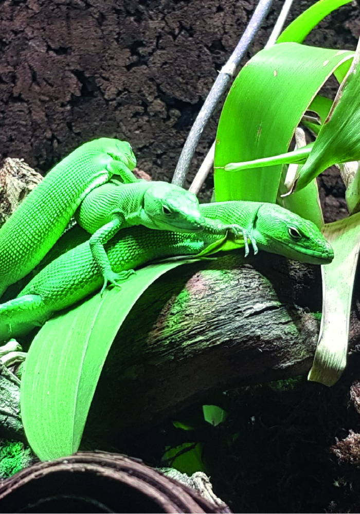 Grüne Baumechse Gastropholis prasina Terraristix Reptilienzucht