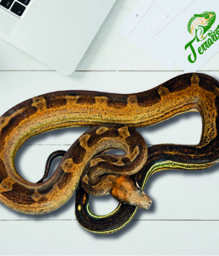 Boa Motley 100% het. Leopard, 66% het Kahl Albino Terraristix Reptilienzucht