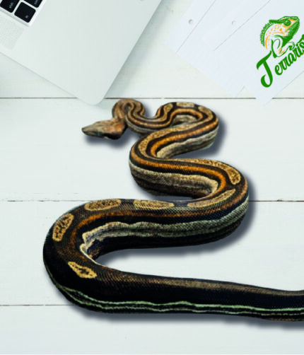 Boa Motley 100% het. Leopard, 66% het Kahl Albino Terraristix Reptilienzucht