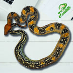 Boa Leopard 66% het. Kahl Albino Terraristix Reptilienzucht