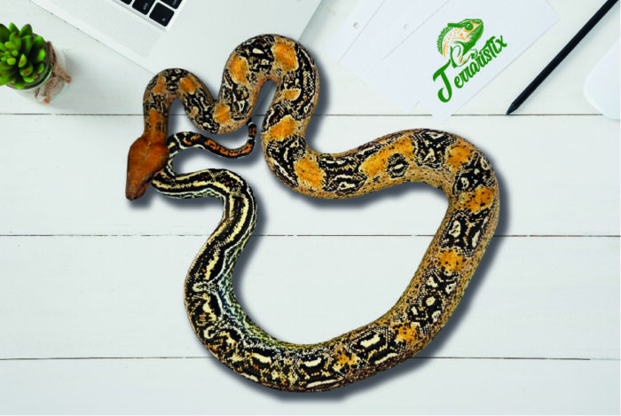 Boa Leopard 66% het. Kahl Albino Terraristix Reptilienzucht