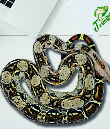 Boa Nominat 100% het. Leopard, 66% het. Kahl Albino Terraristix Pinkafeld