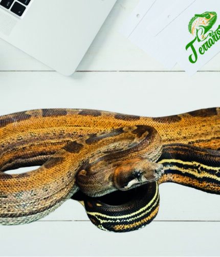 Boa Motley 100% het. Leopard, 66% het Kahl Albino Terraristix Reptilienzucht