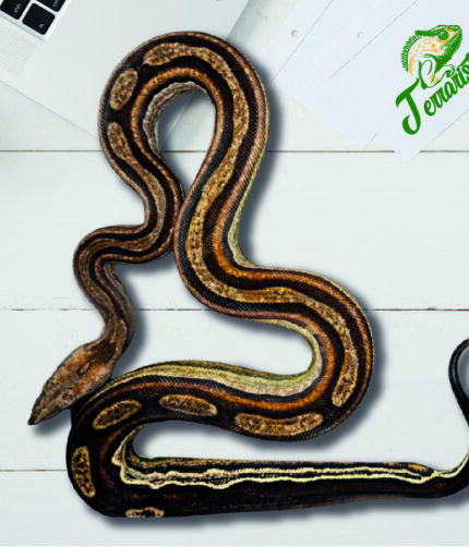 Boa Motley 100% het. Leopard, 66% het Kahl Albino Terraristix Reptilienzucht