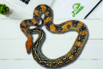 Boa Leopard 66% het. Kahl Albino Terraristix Reptilienzucht