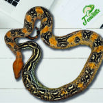 Boa Leopard 66% het. Kahl Albino Terraristix Reptilienzucht