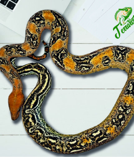 Boa Leopard 66% het. Kahl Albino Terraristix Reptilienzucht