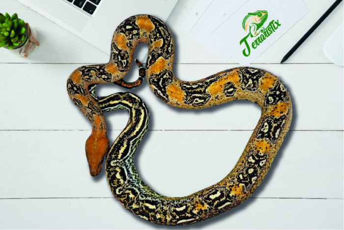 Boa Leopard 66% het. Kahl Albino Terraristix Reptilienzucht