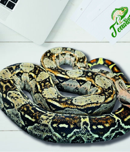 Boa Nominat 100% het. Leopard, 66% het. Kahl Albino Terraristix Pinkafeld