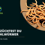 Mehlwürmer selber züchten Insektenzucht Terraristix Ofera