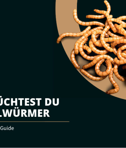 Mehlwürmer selber züchten Insektenzucht Terraristix Ofera