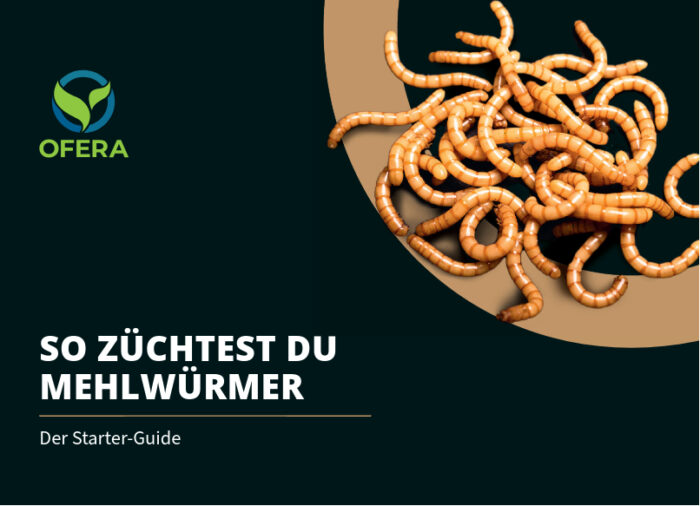 Mehlwürmer selber züchten Insektenzucht Terraristix Ofera
