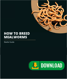 Ofera Mehlwurmzucht Mealworm Breeding Farm Terraristix Insektenzucht