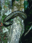 Morelia Bredli Pyton Reptilienzucht Terraristix