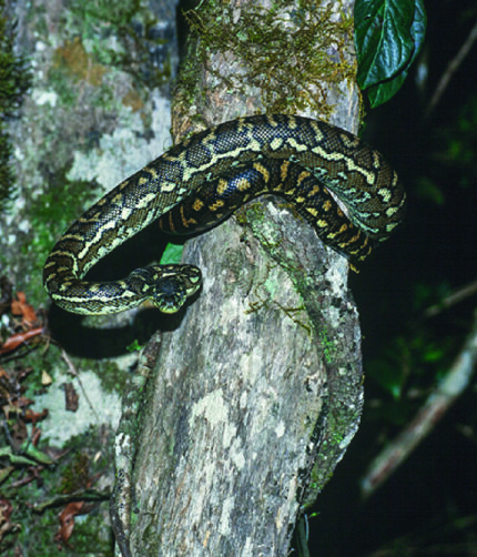 Morelia Bredli Pyton Reptilienzucht Terraristix