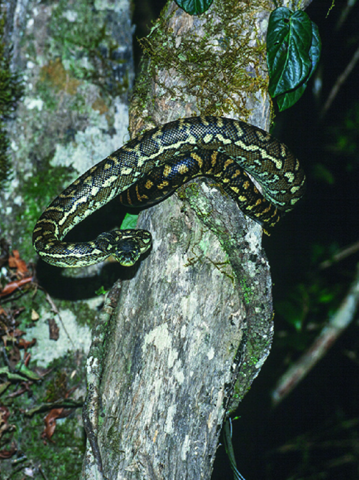 Morelia Bredli Pyton Reptilienzucht Terraristix
