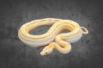 Boa Albino Motley 100% het. Leopard Reptilienzucht Terraristix