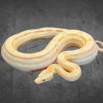 Boa Albino Motley 100% het. Leopard Reptilienzucht Terraristix