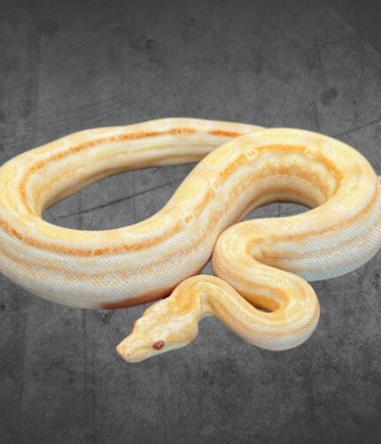 Boa Albino Motley 100% het. Leopard Reptilienzucht Terraristix