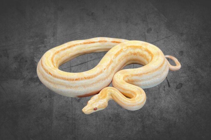 Boa Albino Motley 100% het. Leopard Reptilienzucht Terraristix