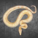 Boa Albino Motley 100% het. Leopard Reptilienzucht Terraristix