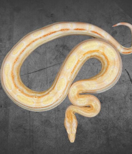 Boa Albino Motley 100% het. Leopard Reptilienzucht Terraristix