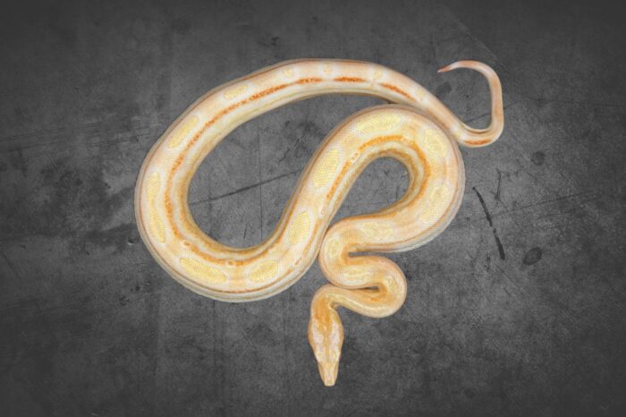 Boa Albino Motley 100% het. Leopard Reptilienzucht Terraristix