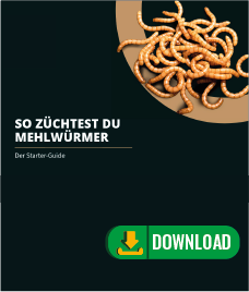 Ofera Mehlwurmzucht Mealworm Breeding Farm Terraristix Insektenzucht
