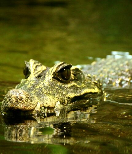 Brillenkaiman Caiman crocodilus Terraristix Reptilienzucht