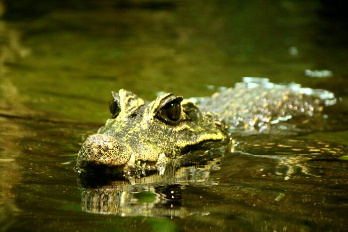Brillenkaiman Caiman crocodilus Terraristix Reptilienzucht